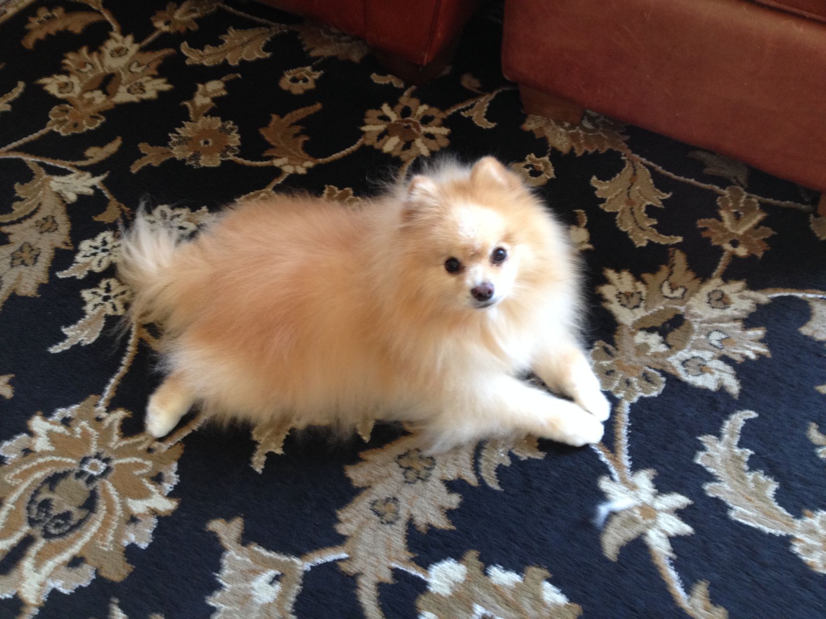 Pic of the Litter: Chia